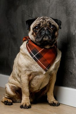 Bandana Pumpkin dog 00037 photo