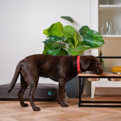 Миски на підставці для собак з регульованою висотою Lift Natural Wood + Black Medium 3300164 - онлайн-зоомагазин Хвіст і Дракон