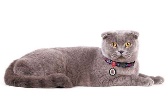 Нашийник для котів та дрібних порід собак нейлоновий WAUDOG Nylon з QR паспортом, малюнок "Око монстра", пластиковий фастекс, XS, Ш 10 мм, Дов 20-30 см 278-4049 - онлайн-зоомагазин Хвіст і Дракон