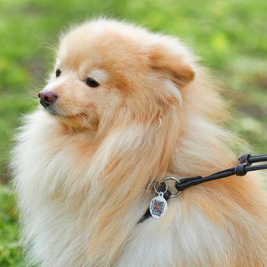 Шлея з повідцем для собак шкіряна WAUDOG Soft з QR паспортом, кругла, Д 6 мм, А 42-60 см, В 46-64 см чорний 46201 - онлайн-зоомагазин Хвіст і Дракон