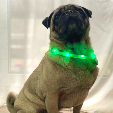 Glow-in-the-dark collar M (up to 50cm) 00206 photo