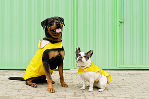 Why do dogs need a raincoat? How to choose a convenient and practical raincoat for a dog?